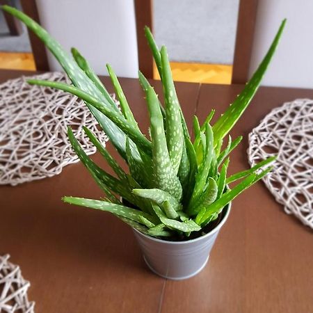 Apartament Janowskie Blonia Rumia Exteriör bild